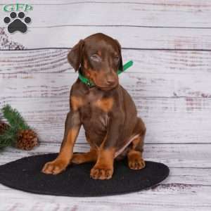 Jasper, Doberman Pinscher Puppy